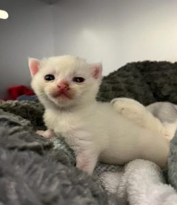 A white kitten with clearly irritated skin around her eyes.