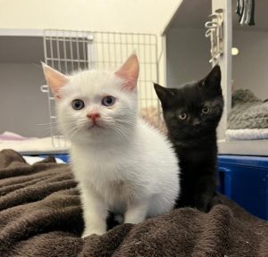 2 kittens, one white, one black, looking at the camera.