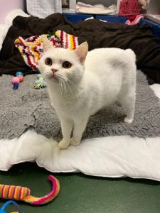 Fiona, a white cat, looking healthy
