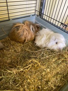 Two long haired guinea pigs