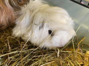 One long haired guinea pig