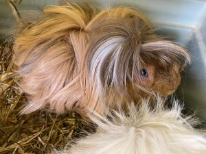 A long haired guinea pig