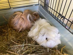 Two long haired guinea pigs