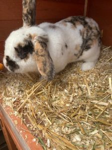 Luna in her hutch