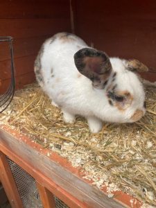 Luna is a mostly white black and tan spotted rabbit